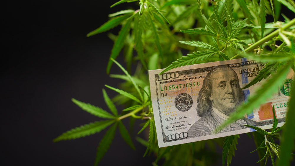 The Cannabis Investor