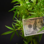 The Cannabis Investor