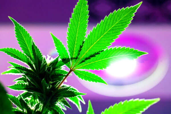 DEA ‘Likely’ To Reschedule Marijuana